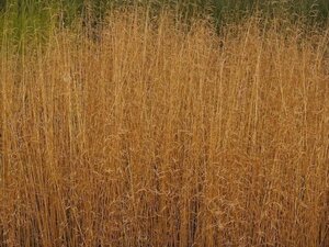 Deschampsia cesp. 'Goldschleier' geen maat specificatie cont. 3,0L - afbeelding 1