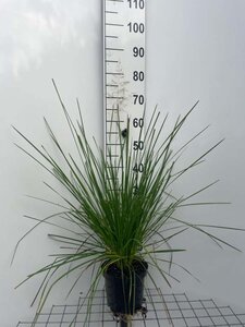 Deschampsia cesp. 'Goldschleier' geen maat specificatie cont. 3,0L - image 5