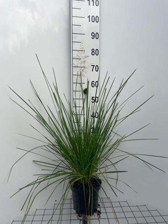 Deschampsia cesp. 'Goldschleier' geen maat specificatie cont. 3,0L - image 2