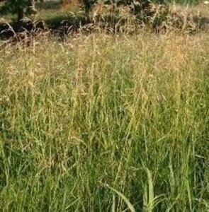 Deschampsia cesp. 'Goldschleier' geen maat specificatie 0,55L/P9cm - afbeelding 4