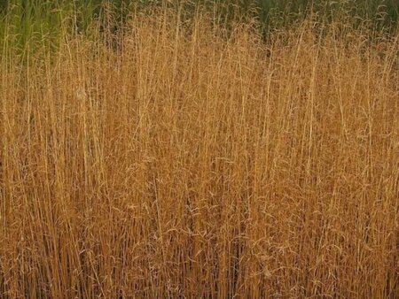 Deschampsia cesp. 'Goldschleier' geen maat specificatie 0,55L/P9cm - afbeelding 1