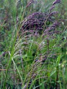 Deschampsia cesp. 'Goldtau' geen maat specificatie cont. 3,0L - afbeelding 1