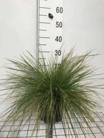 Deschampsia cesp. 'Goldtau' geen maat specificatie cont. 3,0L - afbeelding 4