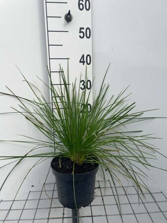 Deschampsia cesp. 'Goldtau' geen maat specificatie cont. 3,0L - afbeelding 6