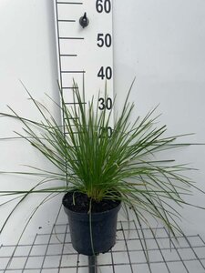 Deschampsia cesp. 'Goldtau' geen maat specificatie cont. 3,0L - afbeelding 6