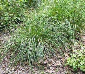 Deschampsia cesp. 'Goldtau' geen maat specificatie cont. 3,0L - afbeelding 2