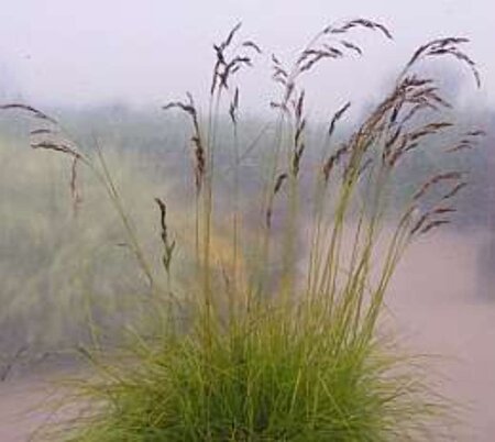 Deschampsia cesp. 'Goldtau' geen maat specificatie cont. 3,0L - afbeelding 3