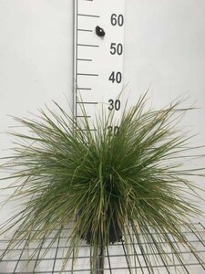 Deschampsia cesp. 'Goldtau' geen maat specificatie cont. 3,0L - image 4