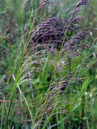 Deschampsia cesp. 'Goldtau' geen maat specificatie 0,55L/P9cm - afbeelding 1