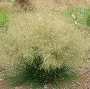 Deschampsia cesp. 'Goldtau' geen maat specificatie 0,55L/P9cm - afbeelding 4