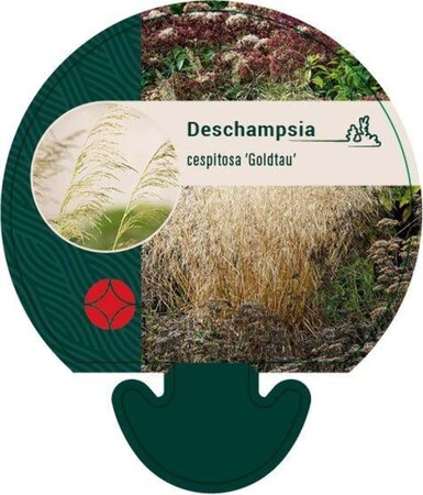 Deschampsia cesp. 'Goldtau' geen maat specificatie 0,55L/P9cm - afbeelding 5