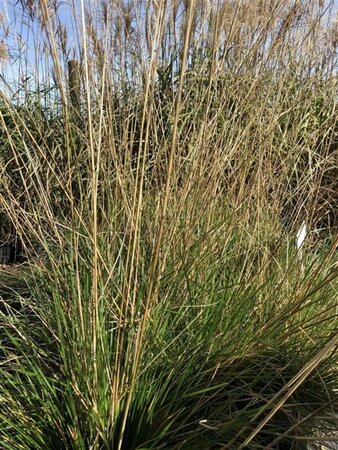 Deschampsia cesp. 'Schottland' geen maat specificatie 0,55L/P9cm - afbeelding 1