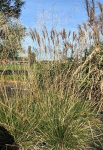 Deschampsia cesp. 'Schottland' geen maat specificatie 0,55L/P9cm - afbeelding 2