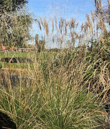 Deschampsia cesp. 'Schottland' geen maat specificatie 0,55L/P9cm - afbeelding 3