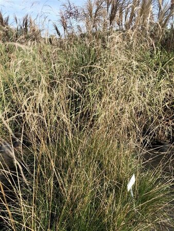 Deschampsia cesp. 'Schottland' geen maat specificatie 0,55L/P9cm - afbeelding 4