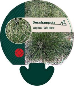 Deschampsia cesp. 'Schottland' geen maat specificatie 0,55L/P9cm - image 6