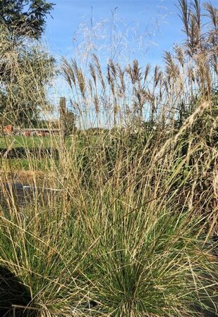 Deschampsia cesp. 'Schottland' geen maat specificatie 0,55L/P9cm - image 2