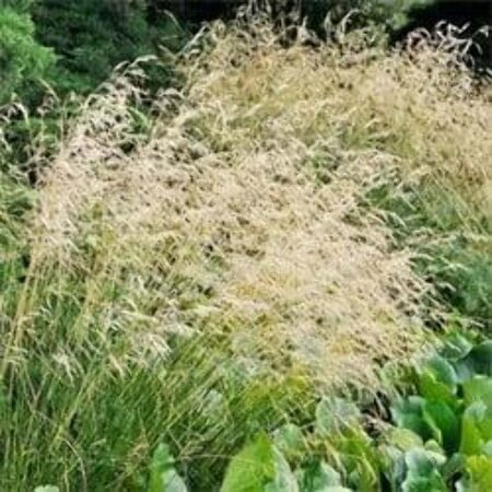 Deschampsia cesp. 'Schottland' geen maat specificatie 0,55L/P9cm - image 5