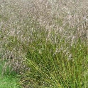 Deschampsia cesp. 'Tardiflora' geen maat specificatie 0,55L/P9cm