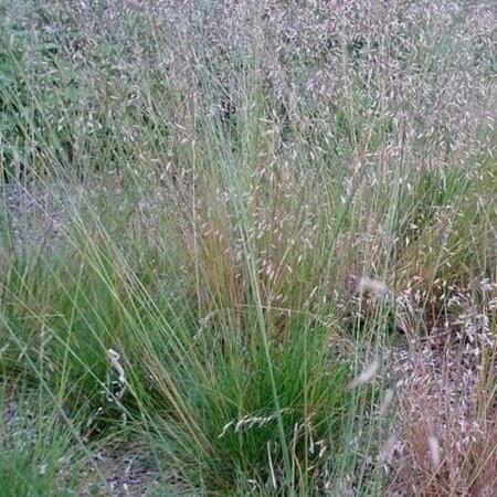 Deschampsia flexuosa geen maat specificatie 0,55L/P9cm - afbeelding 2