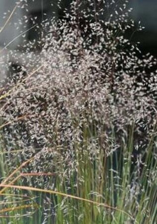 Deschampsia flexuosa geen maat specificatie 0,55L/P9cm - afbeelding 1