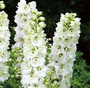 Delphinium (P) 'Galahad' geen maat specificatie 0,55L/P9cm - afbeelding 1