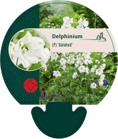 Delphinium (P) 'Galahad' geen maat specificatie 0,55L/P9cm - afbeelding 2