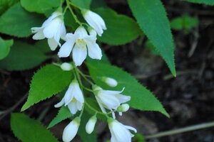 Deutzia gracilis 'Nikko' 30-40 cm cont. 3,0L - afbeelding 1