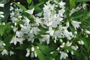 Deutzia gracilis 'Nikko' 30-40 cm cont. 3,0L - afbeelding 2