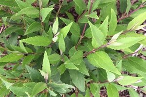 Deutzia gracilis 'Nikko' 30-40 cm cont. 3,0L - afbeelding 3