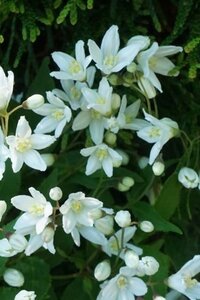 Deutzia gracilis 'Nikko' 30-40 cm cont. 3,0L - afbeelding 4