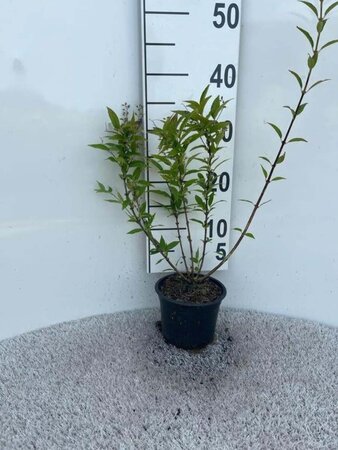 Deutzia gracilis 30-40 cm cont. 1,3L - afbeelding 2