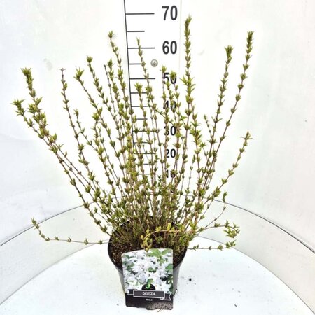 Deutzia gracilis 60-80 cm cont. 10L - afbeelding 1