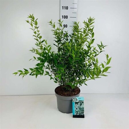 Deutzia gracilis 60-80 cm cont. 10L - afbeelding 2