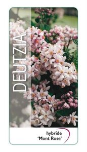 Deutzia hybrida 'Mont Rose' 30-40 cm cont. 3,0L - afbeelding 2