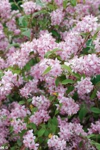 Deutzia hybrida 'Mont Rose' 60-80 cm cont. 10L - afbeelding 1