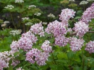 Deutzia hybrida 'Mont Rose' 60-80 cm cont. 10L - afbeelding 3