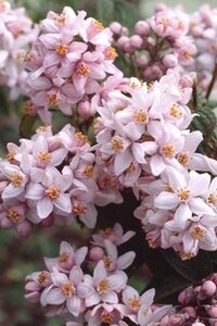 Deutzia hybrida 'Mont Rose' 60-80 cm cont. 10L - image 2