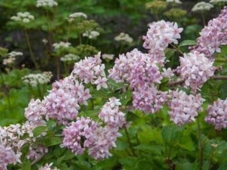 Deutzia hybrida 'Mont Rose' 60-80 cm cont. 10L - image 3