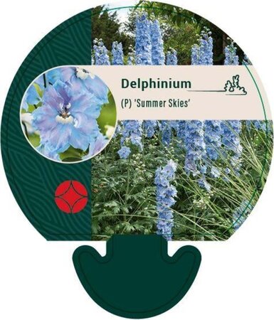 Delphinium (P) 'Summer Skies' geen maat specificatie 0,55L/P9cm