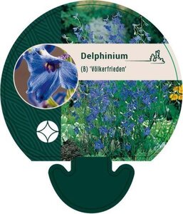 Delphinium (B) 'Völkerfrieden' geen maat specificatie 0,55L/P9cm - afbeelding 1