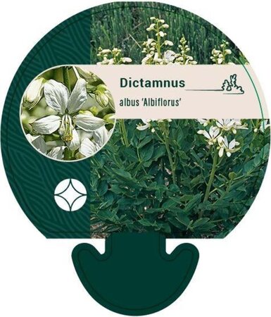 Dictamnus albus 'Albiflorus' geen maat specificatie 0,55L/P9cm