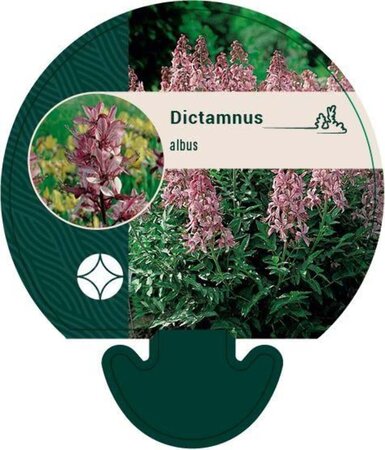 Dictamnus albus geen maat specificatie 0,55L/P9cm