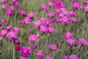 Dianthus carthusianorum geen maat specificatie 0,55L/P9cm - afbeelding 1