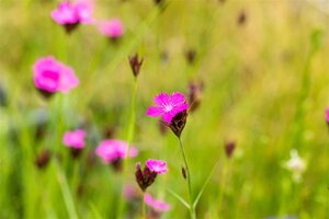 Dianthus carthusianorum geen maat specificatie 0,55L/P9cm - afbeelding 2