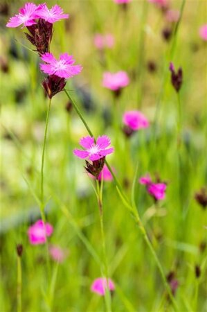 Dianthus carthusianorum geen maat specificatie 0,55L/P9cm - afbeelding 3