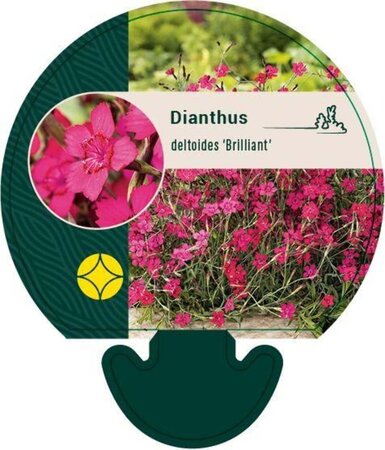 Dianthus delt. 'Brilliant' geen maat specificatie 0,55L/P9cm