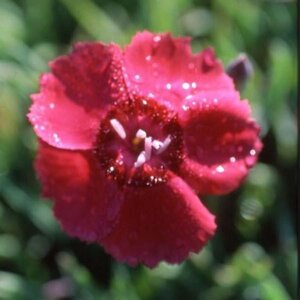 Dianthus grat. 'Rotkäppchen' geen maat specificatie 0,55L/P9cm