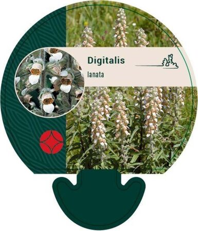 Digitalis lanata geen maat specificatie 0,55L/P9cm - afbeelding 2