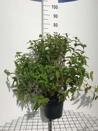 Diervilla lonicera 'Dilon' geen maat specificatie cont. 7,5L - afbeelding 2